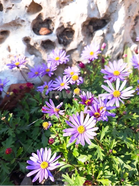 보라색꽃,식물,plant,자연,nature,돌,보라,꽃,flower,식물,자연,plants,nature