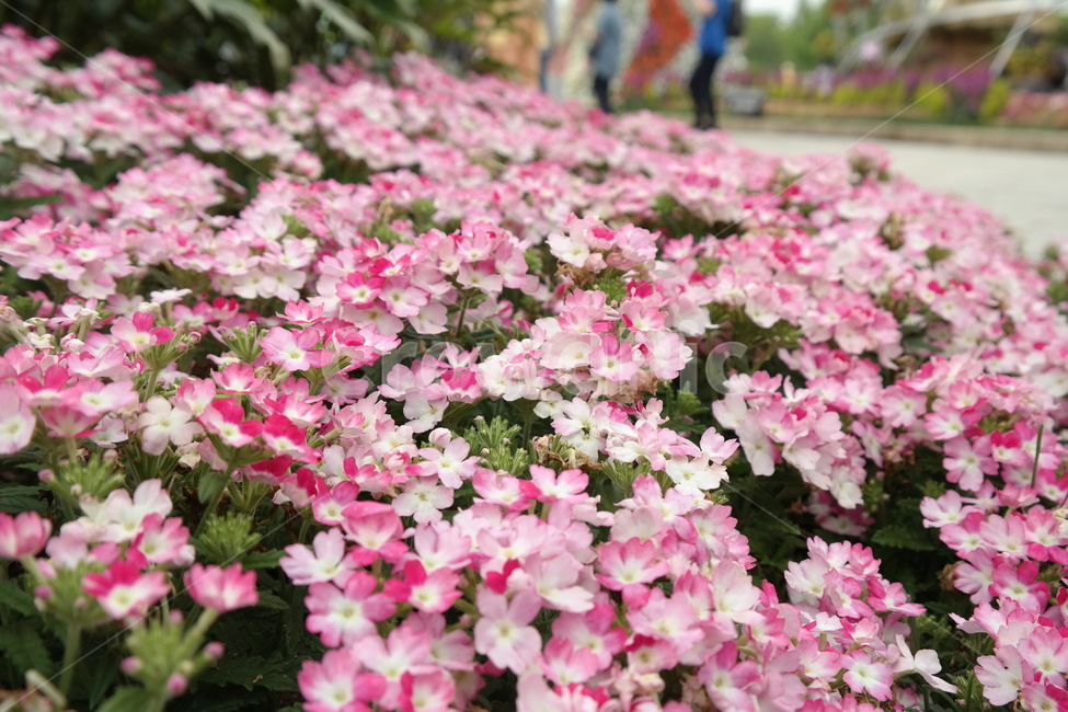 꽃,꽃박람회,노란꽃,난꽃,들꽃,분홍꽃,식물,자연,plants,nature,꽃,flower