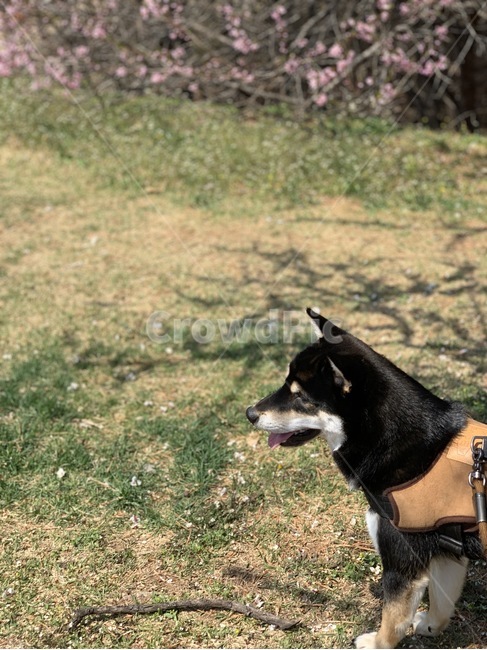 시바견,봄,꽃구경,벚꽃,shiba,강아지,개,행복,산책,흑시바,시바이누,반려견,animal,dog,spring,동물,animal,포유류,mammal,개,강아지,dog,doggy