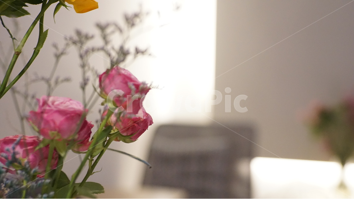 꽃,식물,튤립,카페,실내,자연,따뜻함,안개꽃,식물,자연,plants,nature,꽃,flower