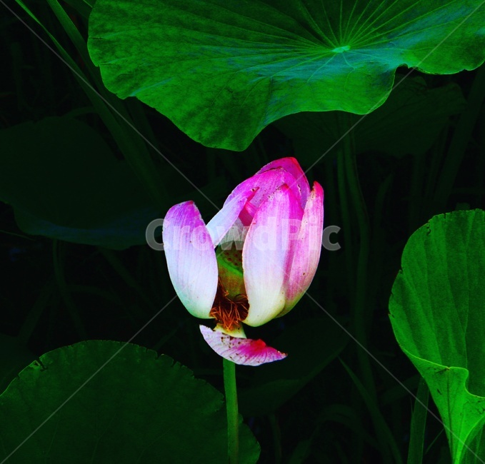 꽃,flower,식물,자연,nature,색감,감성,연꽃,식물,자연,plants,nature,꽃,flower