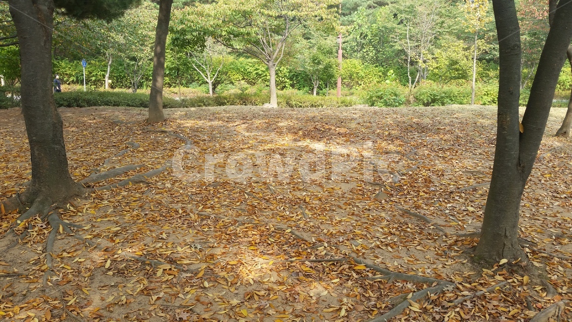 가을,공원,나무,낙엽,나무뿌리,낙엽가득,쓸쓸한,고독한
