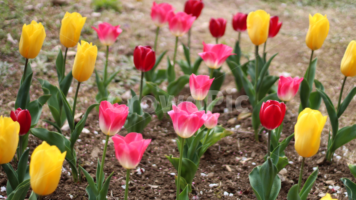 꽃,식물,flower,튤립,tulip,blossom,자연,nature,plant,식물,자연,plants,nature,꽃,flower