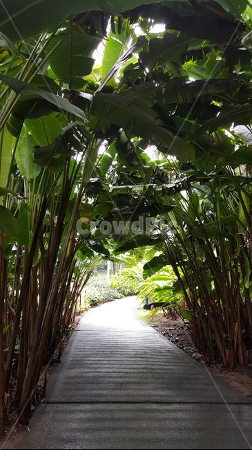 열대,열대식물,열대공원,tropical,plant,해외,외국,싱가포르,singapore,공원,park,길,식물터널