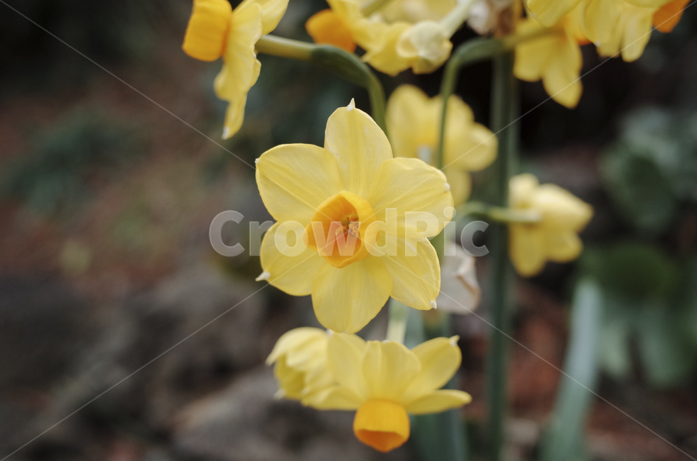 수선화,daffodils,daffodil,꽃,flower,노란,노란꽃,yellow,yellowflower,plant,식물,blossom,식물,자연,plants,nature,꽃,flower