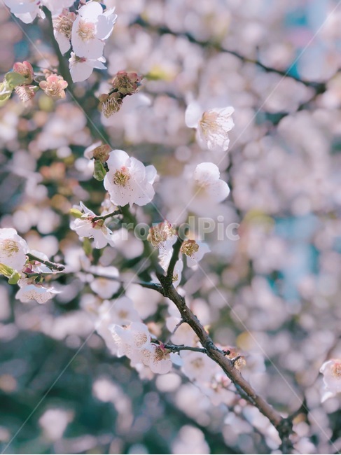 벚꽃,자연,cherryblossom,꽃,벚나무,꽃송이,가지,flower,봄,계절,spring,season,plant,식물,blossom