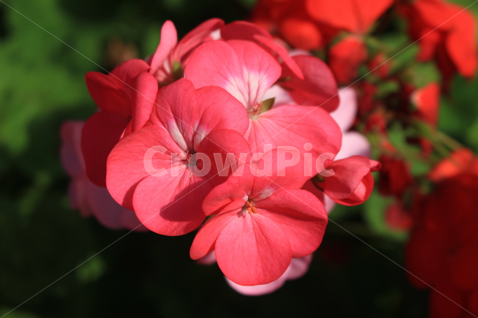 제라늄,붉은꽃,꽃밭,꽃잎,꽃송이,꽃다발,식물,자연,plants,nature,꽃,flower