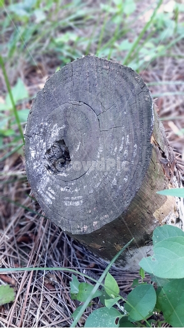 plant,식물,tree,나무,숲