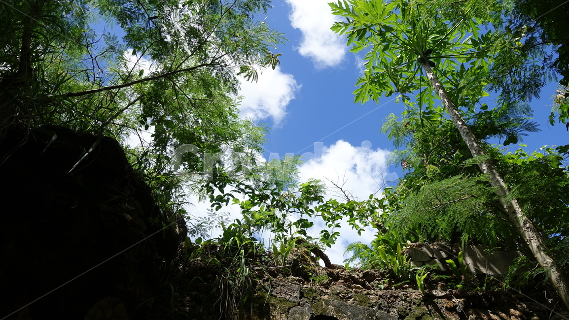 자연,nature,폐허,건물,나무,벽,tree,ruins,유형지,뉴칼레도니아