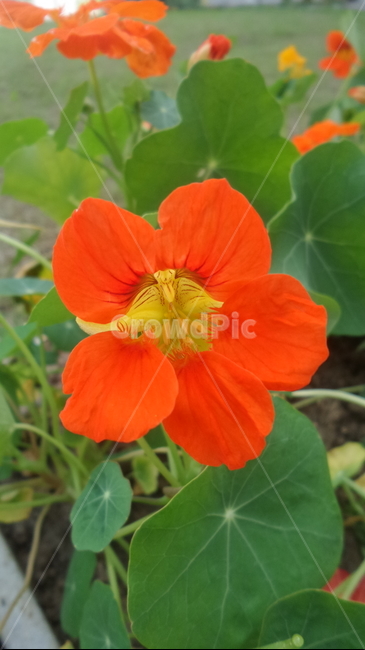 한련화,금련화,붉은색꽃,노란색꽃,한금련,식물,식물,자연,plants,nature,꽃,flower