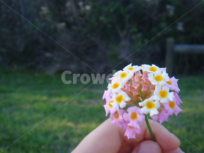봄,꽃,란타나,식물,plant,flower,blossom