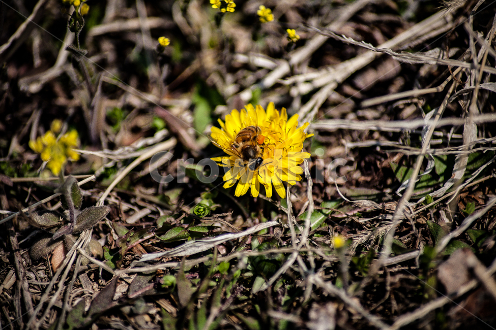민들레,꿀벌,벌,노란꽃,야생화,flower,honey,식물,자연,plants,nature,꽃,flower,동물,animal,곤충,벌레,insect,bug