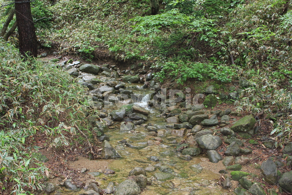 나무,자연,산,경관,식물,자연,풍경,nature,landscape,ground,바닥,water,물,outdoors,옥외