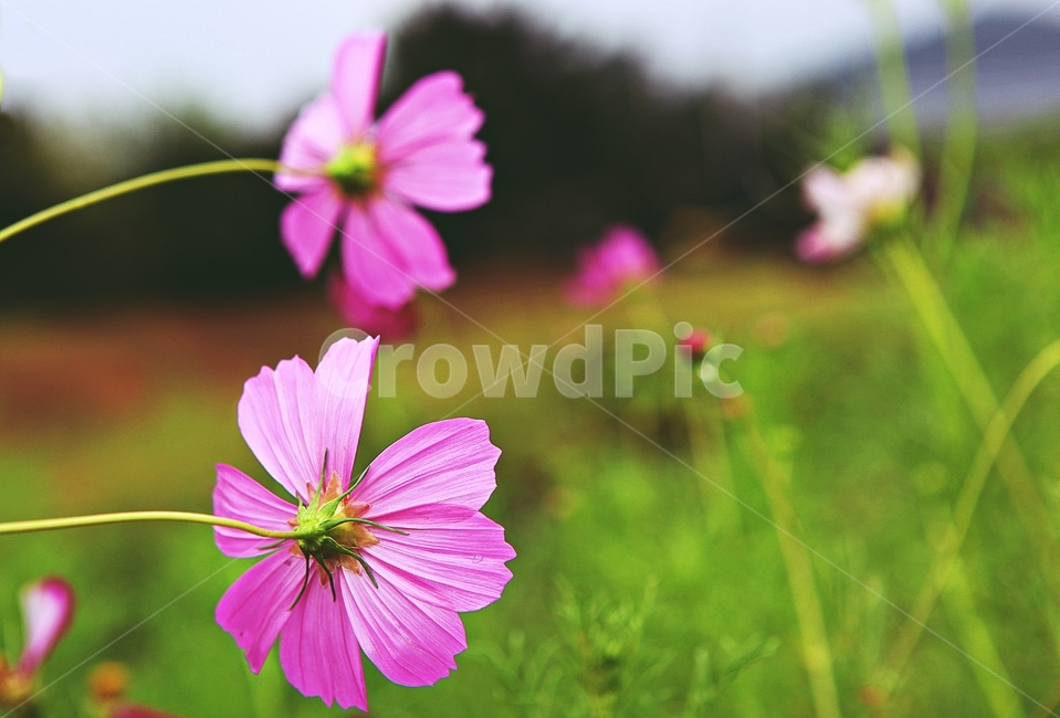 코스모스,꽃,꽃잎,들꽃,식물,가을꽃,가을,공원,자연,식물,자연,plants,nature,꽃,flower