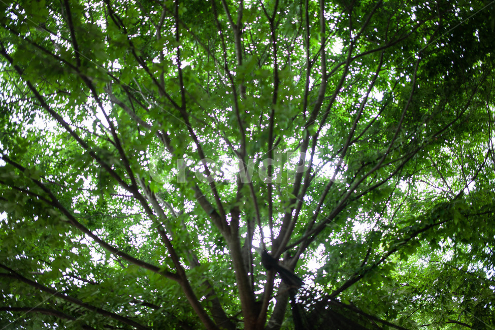 나무,여름,나뭇잎,tree,summer,식물,자연,plants,nature,나무,trees,wood