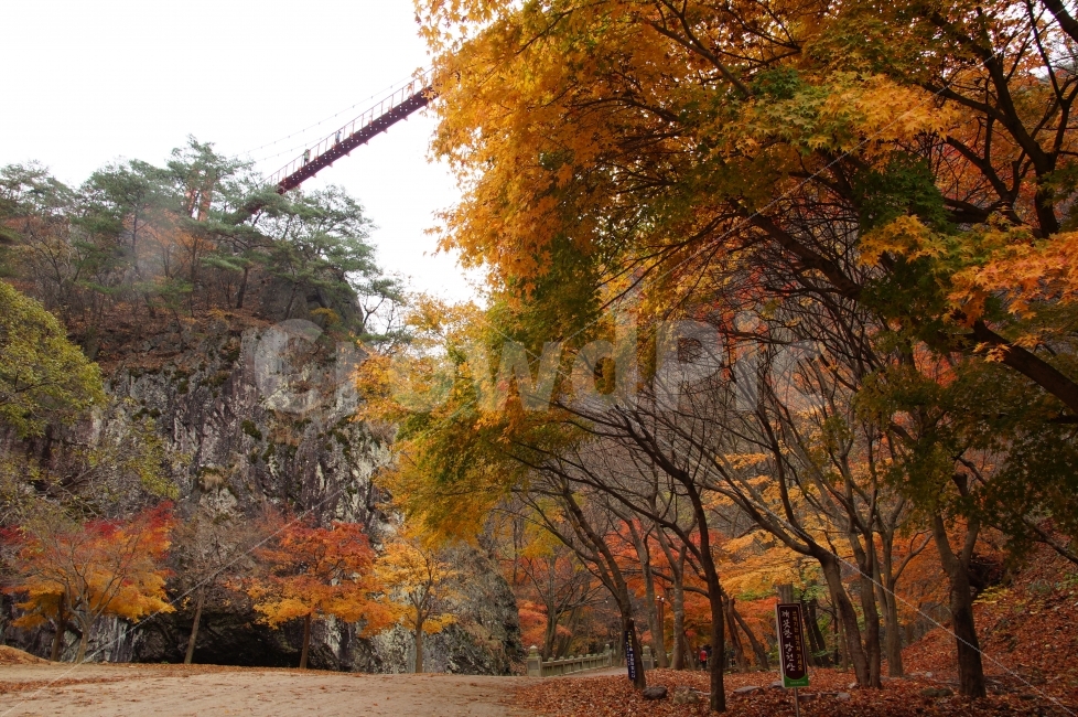 single,sky bridge,sight,autumn,Gangcheon Mountain