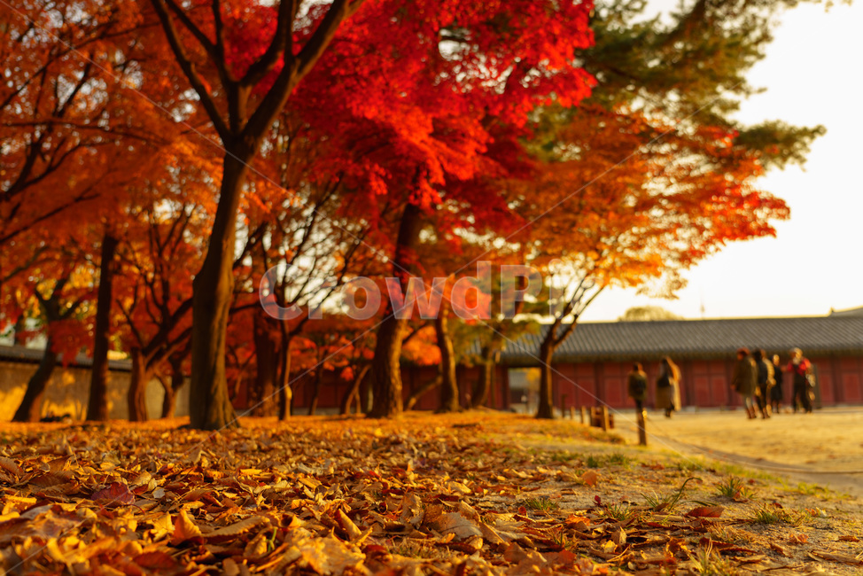 창경궁,단풍,해질녘,아름다운,고요한,sunset,palace,calm,beautiful,저녁,따뜻한,고즈넉한,낙엽,사람,배경,가을,autumn,fall,웜톤,전통,한국,korea,traditional,가을,계절,fall,autumn,season,한국전통,한국문화,korean traditional,korean culture,사람들,대중,군중,other people,crowd,건축물,건물외관,exterior,building,structure,architecture,construction,tree,나무,plant,식물,maple