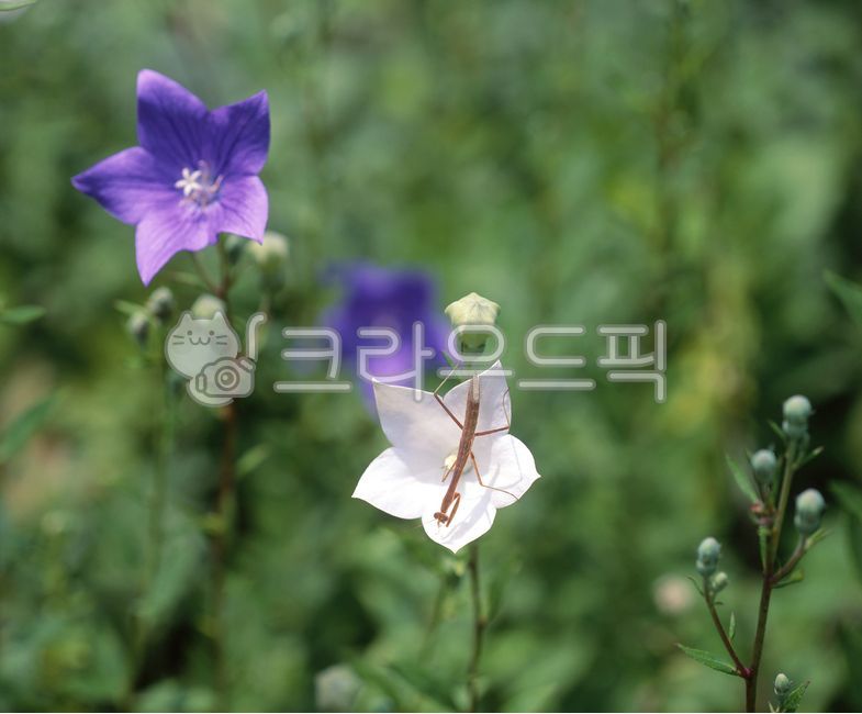 식물,꽃,blossom,도라지꽃,사마귀,곤충,보라색꽃,흰색꽃,자연,꽃,flower,곤충,벌레,insect,bug