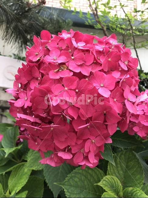 꽃,판매,플라워,여름,식물,식물,자연,plants,nature,꽃,flower