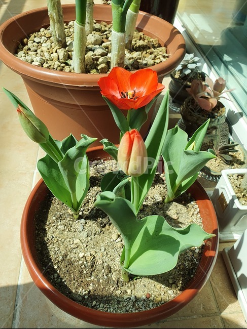 plant,식물,꽃,봄,날씨,따뜻,만개,꽃봉오리,spring,weather,warm,flower,튤립,홈텃밭,베란다