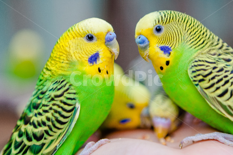 앵무새,동물원,새,생명,동물,날개,동물,animal,조류,새,birds
