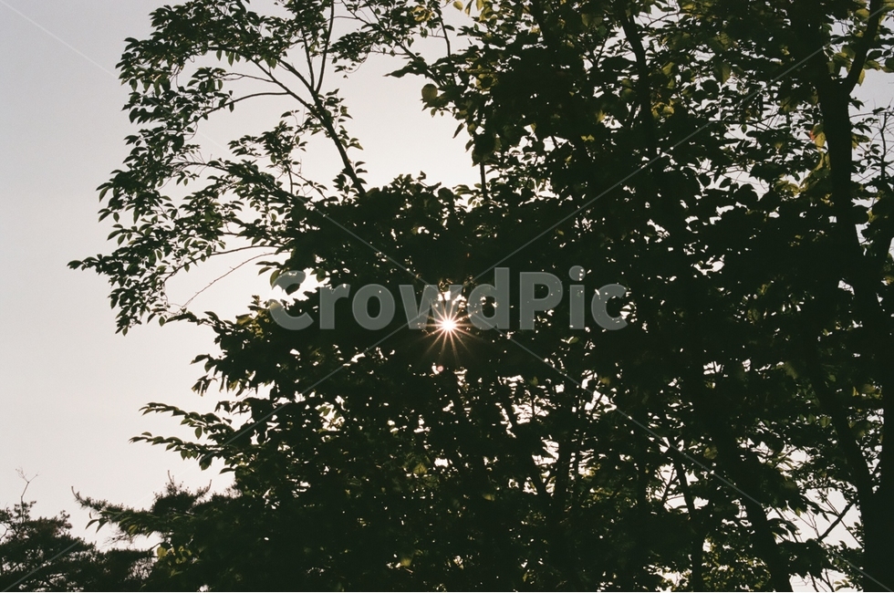 햇빛,나무,풍경,오후,해,sunshine,sunlight,tree,landscape,afternoon,식물,자연,plants,nature,나무,trees,wood