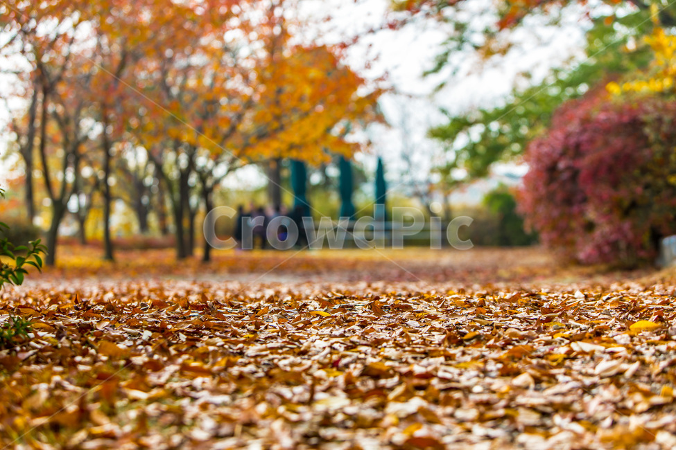 공원,가을,낙엽,단풍,추억,감성,가을,계절,fall,autumn,season,자연,풍경,nature,landscape,grass,잔디,plant,식물,lawn,outdoors,옥외,park,tree,나무