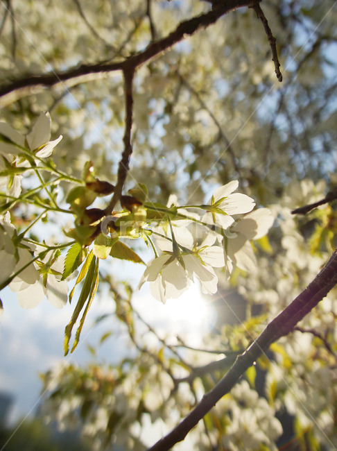 벚꽃,봄꽃,꽃,햇빛,햇살,하늘,구름,자연,봄,나무,봄,계절,spring,season,식물,자연,plants,nature,꽃,flower,plant,leaf,잎