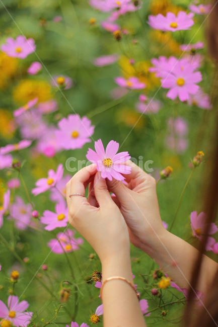 woman,body part,color,back,flower garden,body,cosmos flower,petal,two hands,Production,colorsense,female,human,hand,faint,finger,blossom,Character,nature,Color,Cosmos,flower,person,plant,garden,autumn