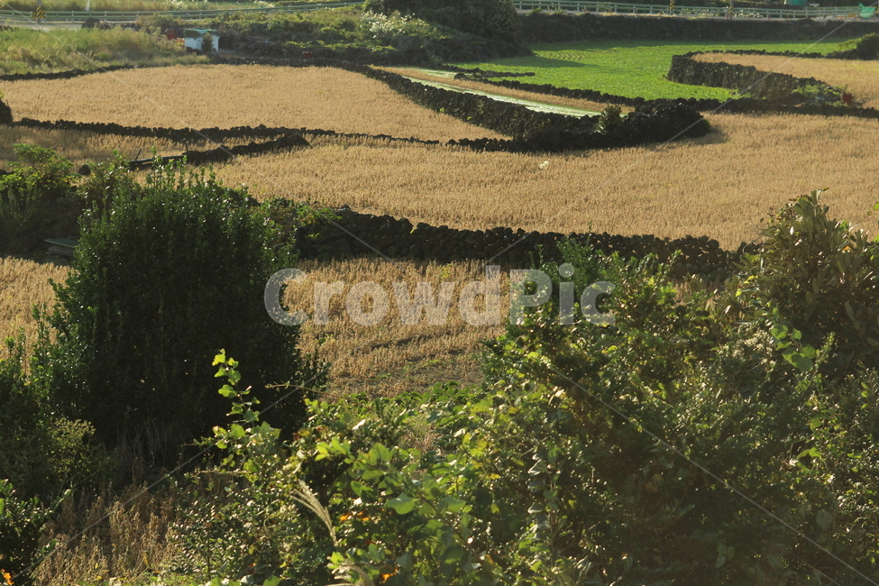 풍경,자연,경치,제주도,가을,시골,마을,풍경,landscape,country,rural,town