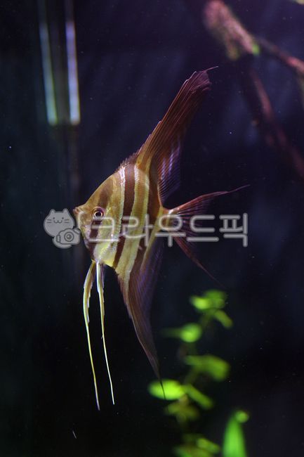 엔젤피쉬,animal,물고기,관상어,알텀앤젤,ornamentalfish,동물,fish,angelfish,남미어종,southamericanfish
