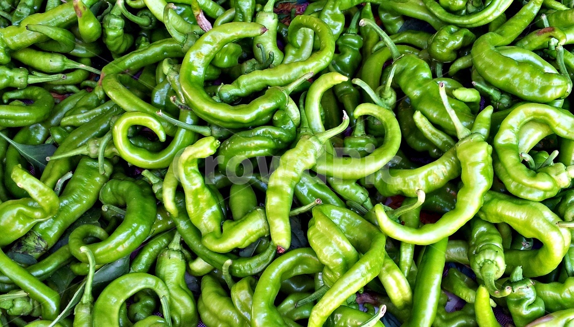 야채,채소,고추,초록,꽈리고추,시장,신선한,싱싱한,음식,식재료,요리,food,cook,meal,dishes,food reserves,채소,야채,vegetables