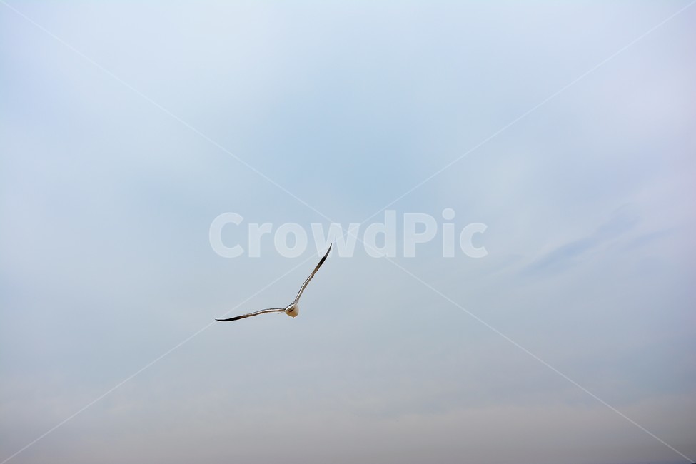 갈매기,바다,하늘,날개,비행,동물,animal,조류,새,birds