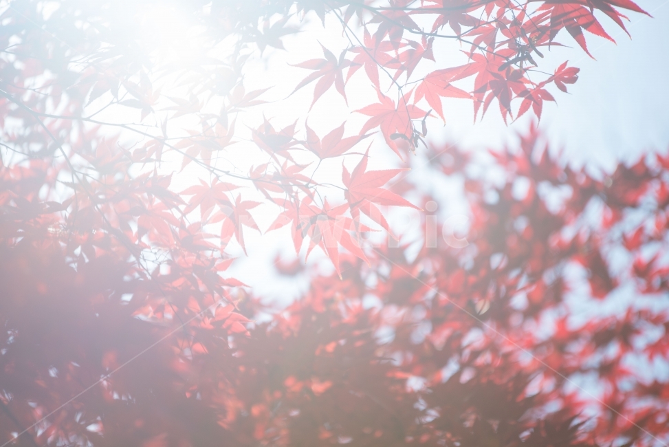 단풍,감성,감성사진,풍경,빛,가을,계절,fall,autumn,season,식물,자연,plants,nature,휴식,힐링,rest,relaxation,healing,plant,leaf,잎,tree,나무,maple
