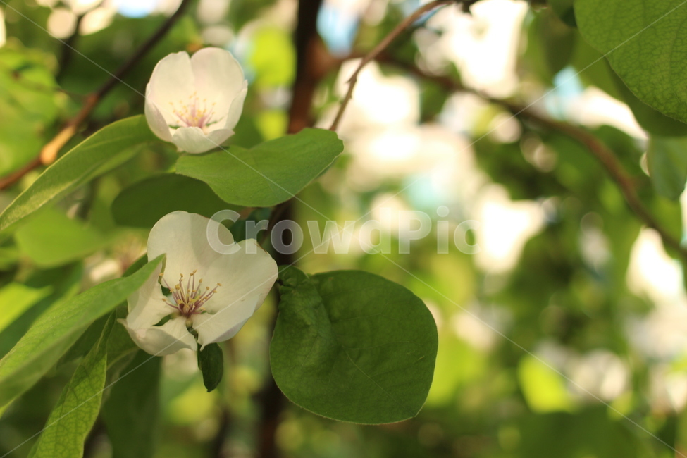 꽃,벚꽃,겹벚꽃,접사,도로,봄,계절,spring,season,식물,자연,plants,nature,꽃,flower,plant