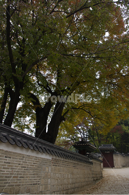 창덕궁,고궁,건축,전통건축,traditional,전통,기와지붕,담장,가을,fall,나무,식물,plant,단풍,잎,낙엽,가을,계절,fall,autumn,season,한국전통,한국문화,korean traditional,korean culture,랜드마크,landmark,tourist attraction,한국랜드마크,한국관광지,한국명소,korea landmark,korea tourist attraction,tree,tree trunk,나무 줄기