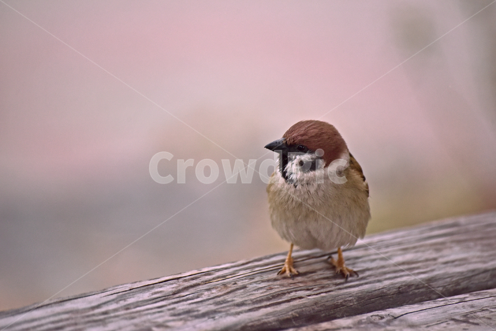 참새,새,조류,종물,애니멀,bird,animal,야외,옥외,아웃도어,백그라운드,배경,앉다,텃새,토종,한마리,동물,animal,조류,새,birds