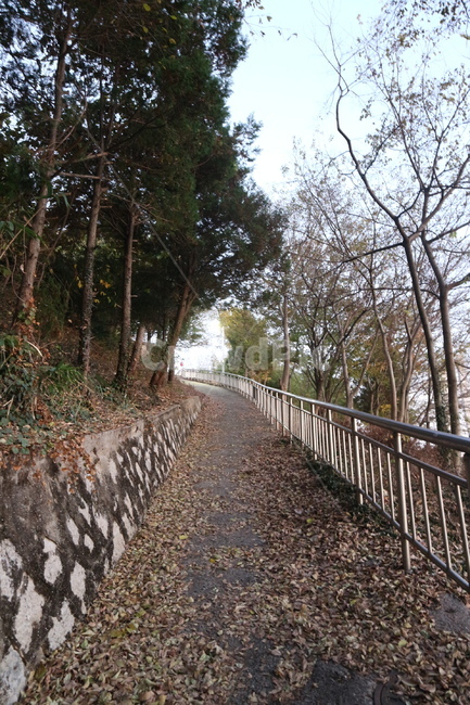 낙엽길,오르막길,나무,나무언덕길,언덕길,자연,풍경,nature,landscape,handrail,난간,banister,tree,plant,식물