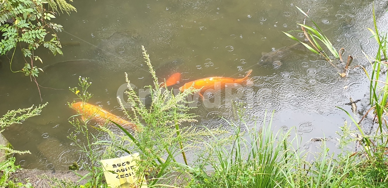 물고기,연못,연못가,시내,샘물,개울가,동물,animal,어류,물고기,fish