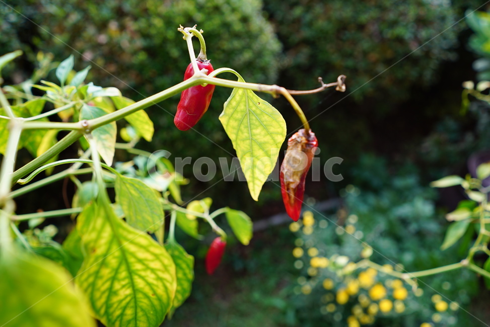 고추,plant,식물,병,고추병,썪은고추,농약,병든고추,원예,마름병
