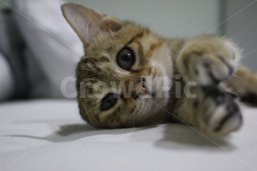 고양이,반려동물,유기묘,길냥이,애완동물,cat,pet,kitten,아기고양이,코숏,코리안숏헤어,동물,animal,고양이,cat,kitten,kitty,포유류,mammal