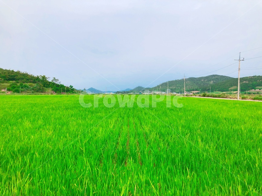벼,싱싱함,fresh,농사,한국,섬