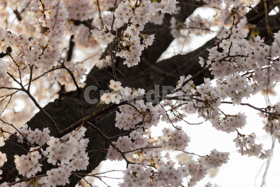 벚꽃,벚꽃나무,벚나무,흰벚꽃,cherryblossoms,봄,계절,spring,season,식물,자연,plants,nature,꽃,flower,plant,blossom,cherry blossom