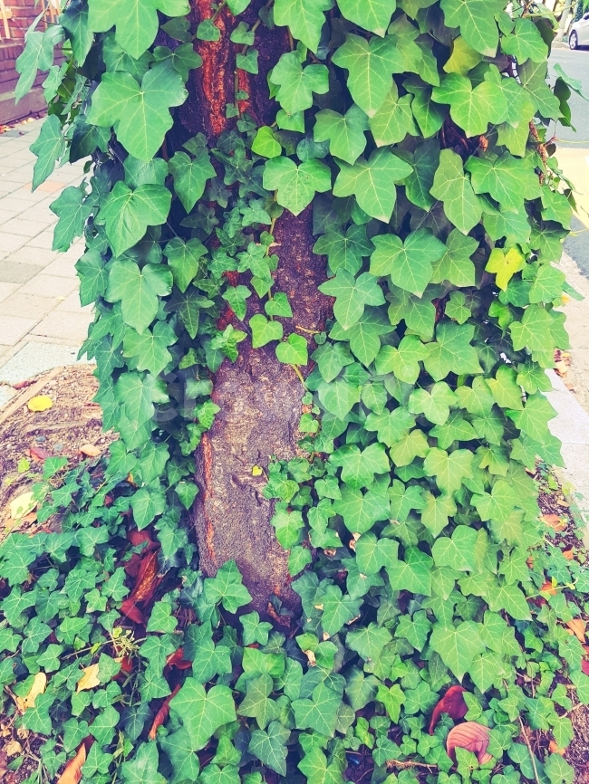 가을,초록,덩쿨식물,덩쿨,나무,푸르다,풀,녹색,싱그러움,식물,자연,plants,nature
