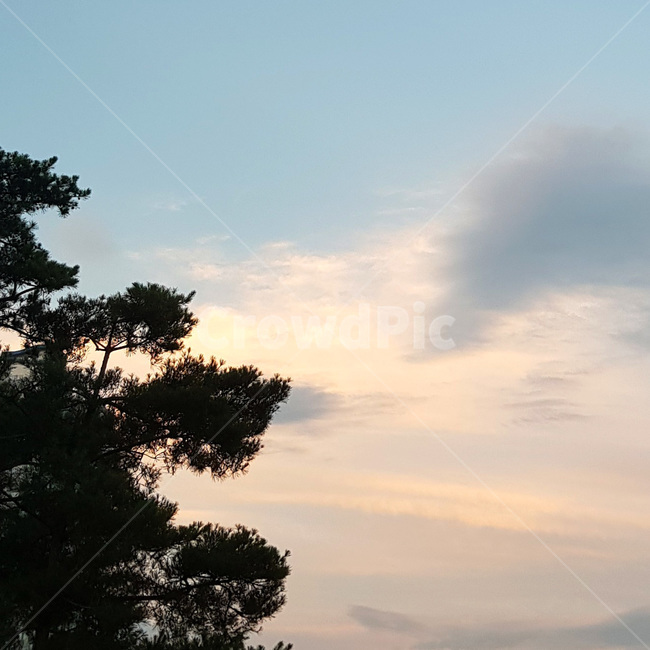 나무,하늘,노을,구름,소나무