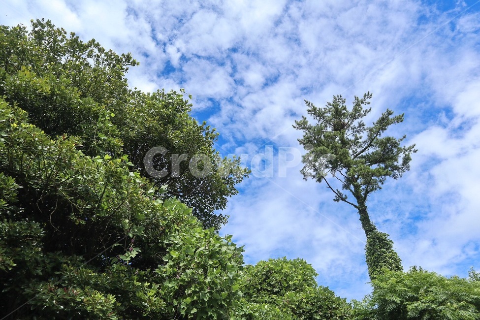 plant,식물,tree,나무,자연,자연,풍경,nature,landscape