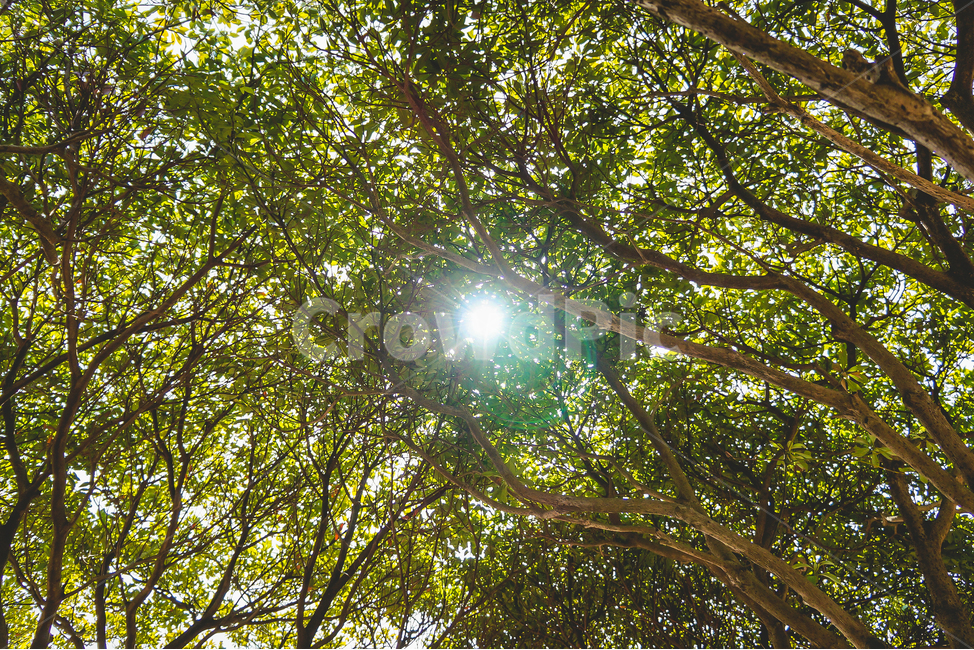 푸른녹음,숲,나무,햇살,나뭇가지,빛,계절,봄,3월,휴식,자연,감성,beautiful,bright,forest,green,leaf,light,natural,nature,outdoor,park,spring,summer,sun,sunlight,sunshine,tree,wood,자연,풍경,nature,landscape,식물,plants,나무,trees,wood,휴식,힐링,rest,relaxation,healing,flare,플레어,햇빛