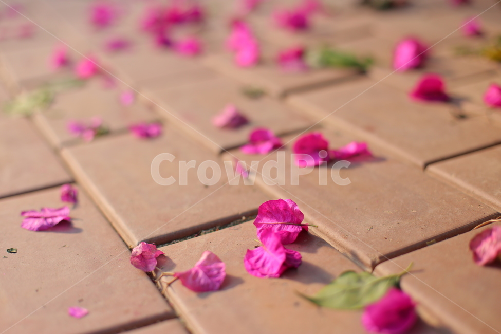 떨어진꽃,꽃잎,flower,꽃,blossom,plant,식물,petal,바닥,정원,야외,낙화