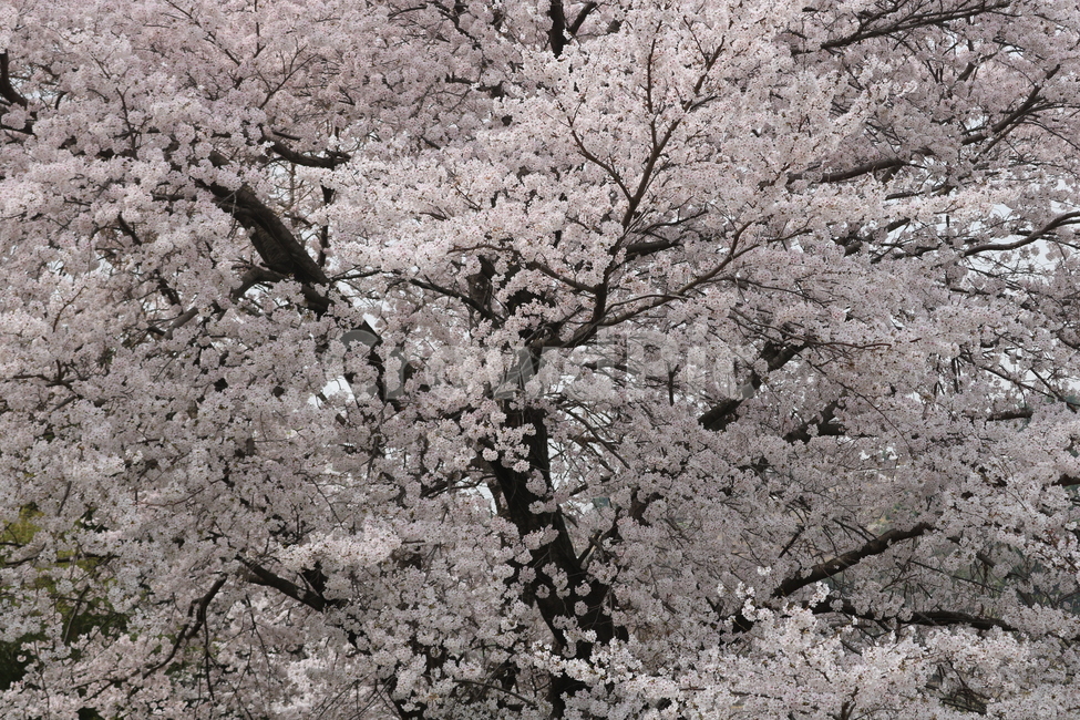 벚꽃,벚나무,큰,나무,봄나무,봄꽃,가득,꽃잎,봄,계절,spring,season,plant,식물,flower,꽃,blossom,cherry blossom