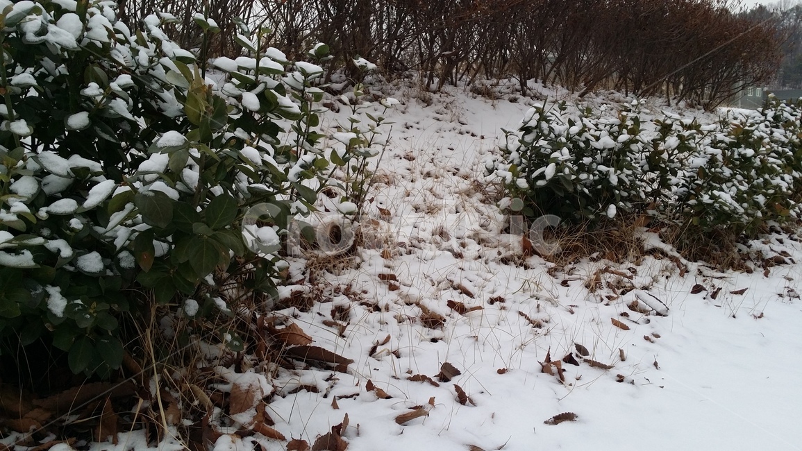 계절,눈,겨울,설경,날씨,하얗다,눈내린풍경,깨끗한풍경,하얀풍경,낙엽,snow,winter,season,풍경,흰색,화이트,식물,풀,겨울,계절,winter,season,자연,풍경,nature,landscape,ground,바닥